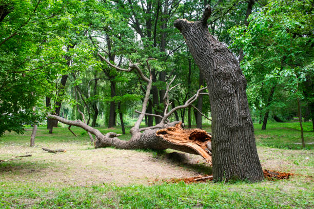 Tree Care